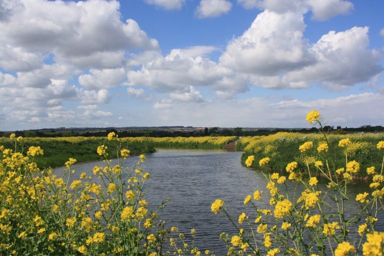 River bordered by yellow wildflowers beneath a cloudy blue sky