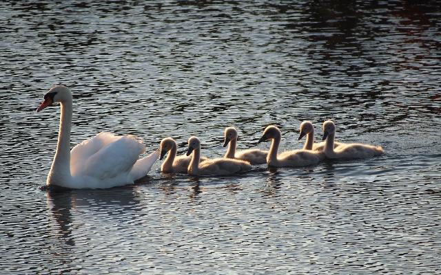 Swans and cygnets on the Royal Canal