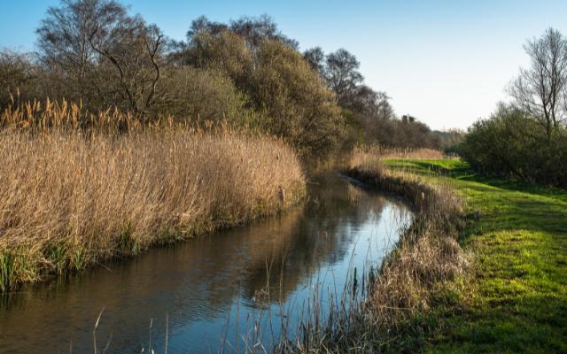 Reed beds and waterway in the Wicken Fens