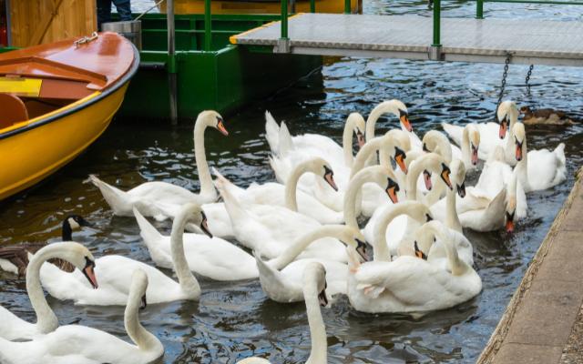 Swans gathered beside a riverside boat landing