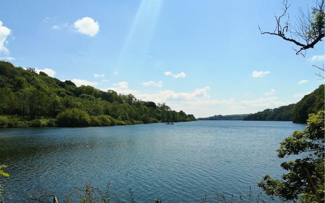 Wooded banks beside Llys y Frân reservoir